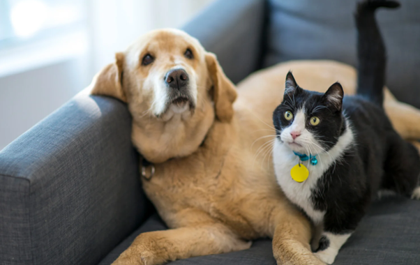 ペットの犬と猫
